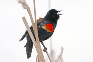 Red Shoulder Patches